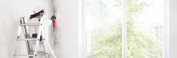 Reliable Kingston, OK Mold Removal Solutions